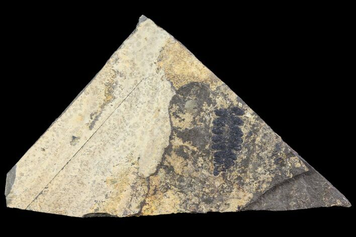Pennsylvanian Fern (Pecopteris) Fossil - Kinney Quarry, NM #80423